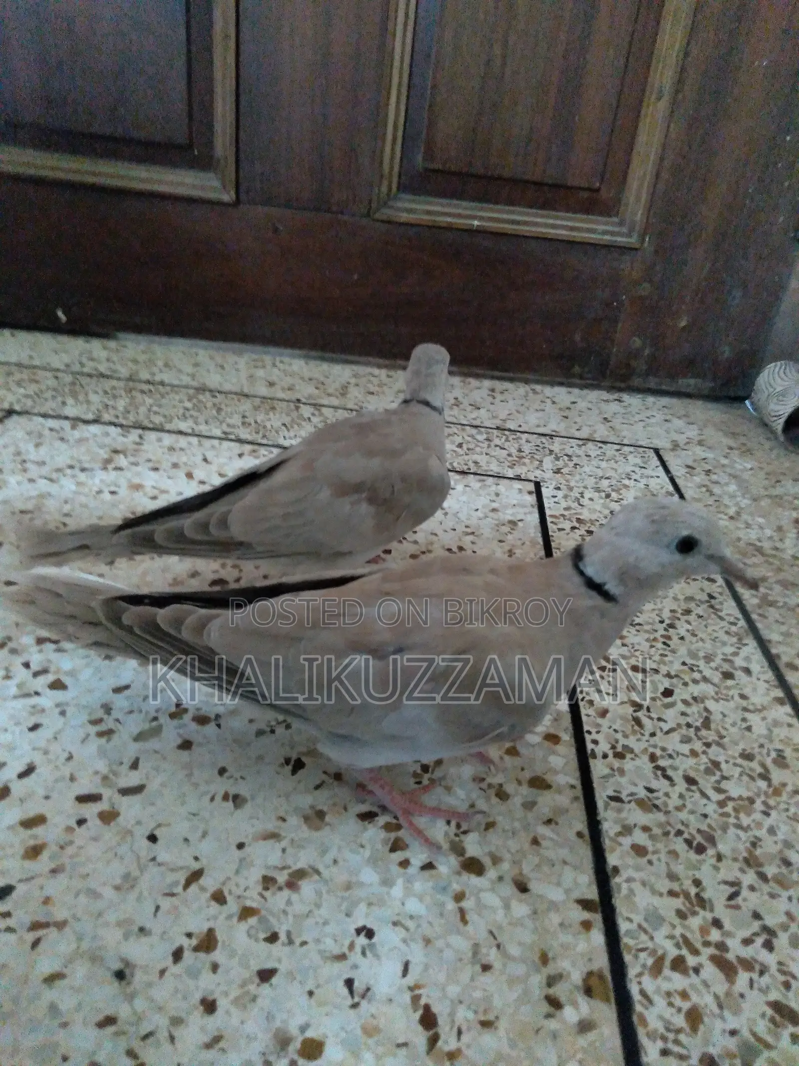 Australian Dove