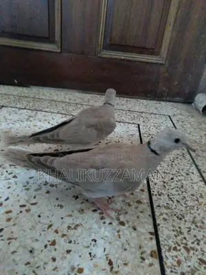Australian Dove