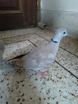 Australian Dove