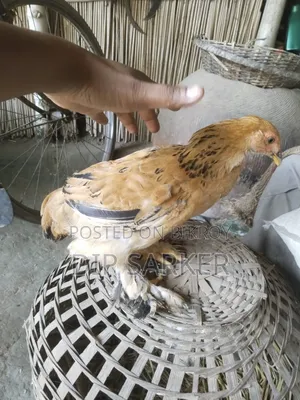 Brahma Chick Sale