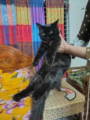 ৩-৬ মাসের ফিমেল পিওরব্রেড পার্সিয়ান বিড়াল