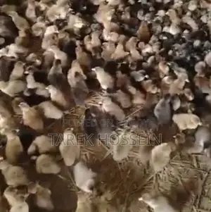Ducklings sell