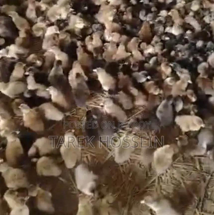 Ducklings for Sale