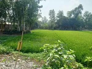 Land for Sale - Gopalnagar, Dhunat Upazila, Bogra