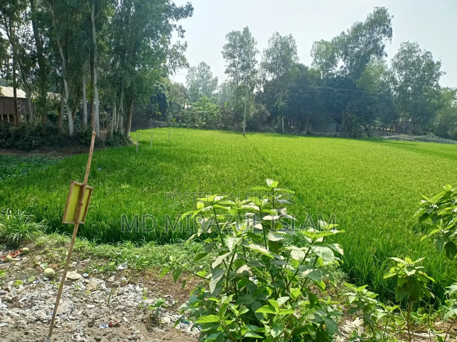 জমি বিক্রয় হইবে - গোলাপনাগর,ধনুট উপজেলা, বগুড়া
