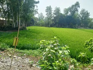 জমি বিক্রয় হইবে - গোলাপনাগর,ধনুট উপজেলা, বগুড়া