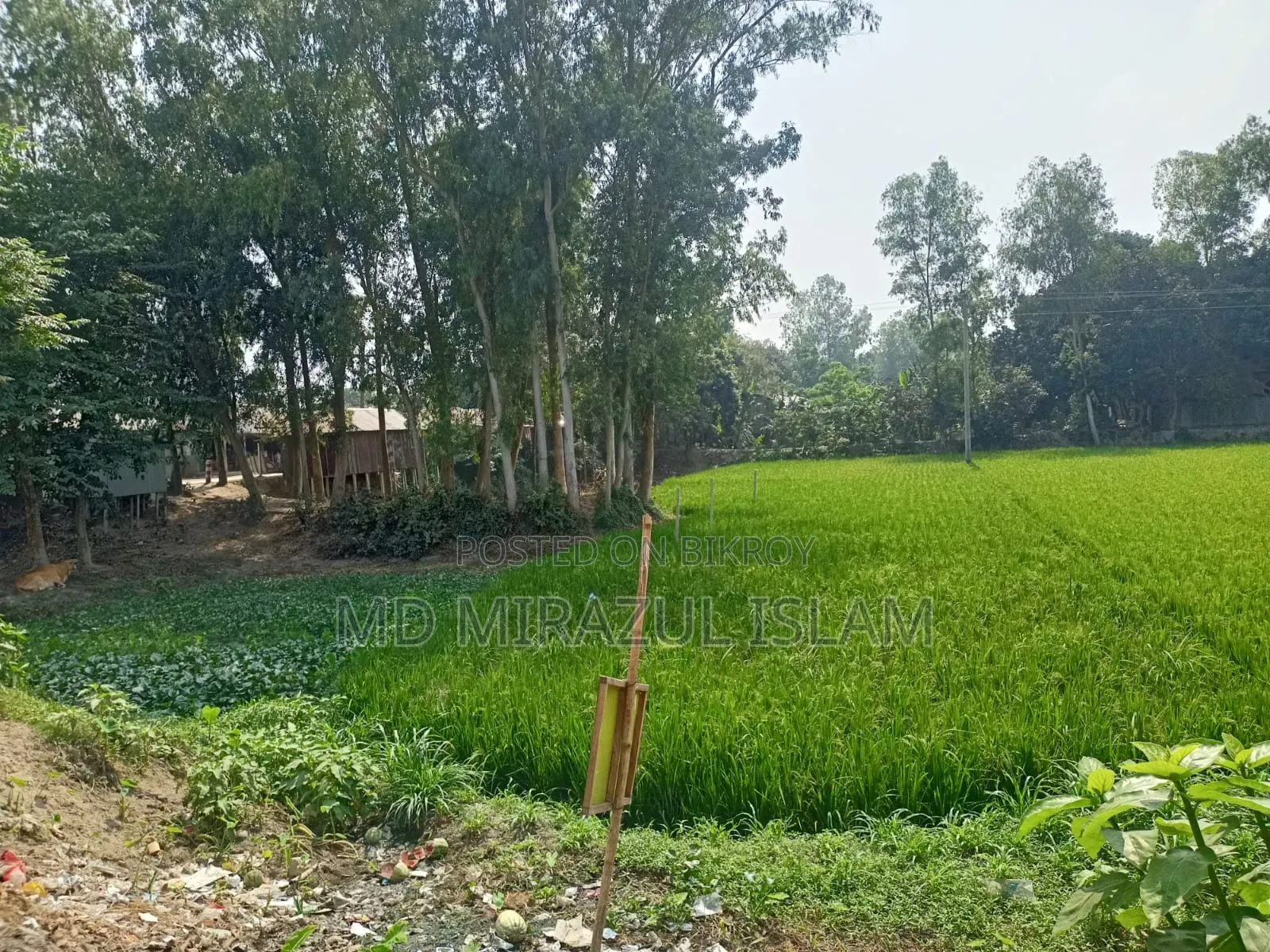 জমি বিক্রয় হইবে - গোলাপনাগর,ধনুট উপজেলা, বগুড়া