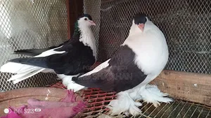 Lahori Siraj