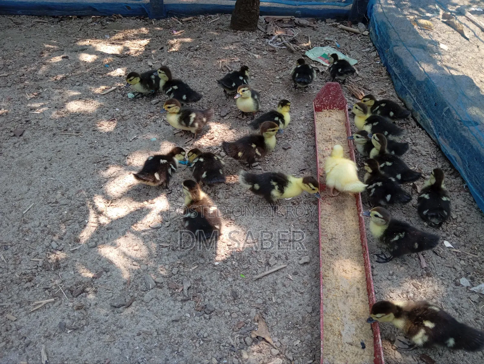Chinese Ducklings