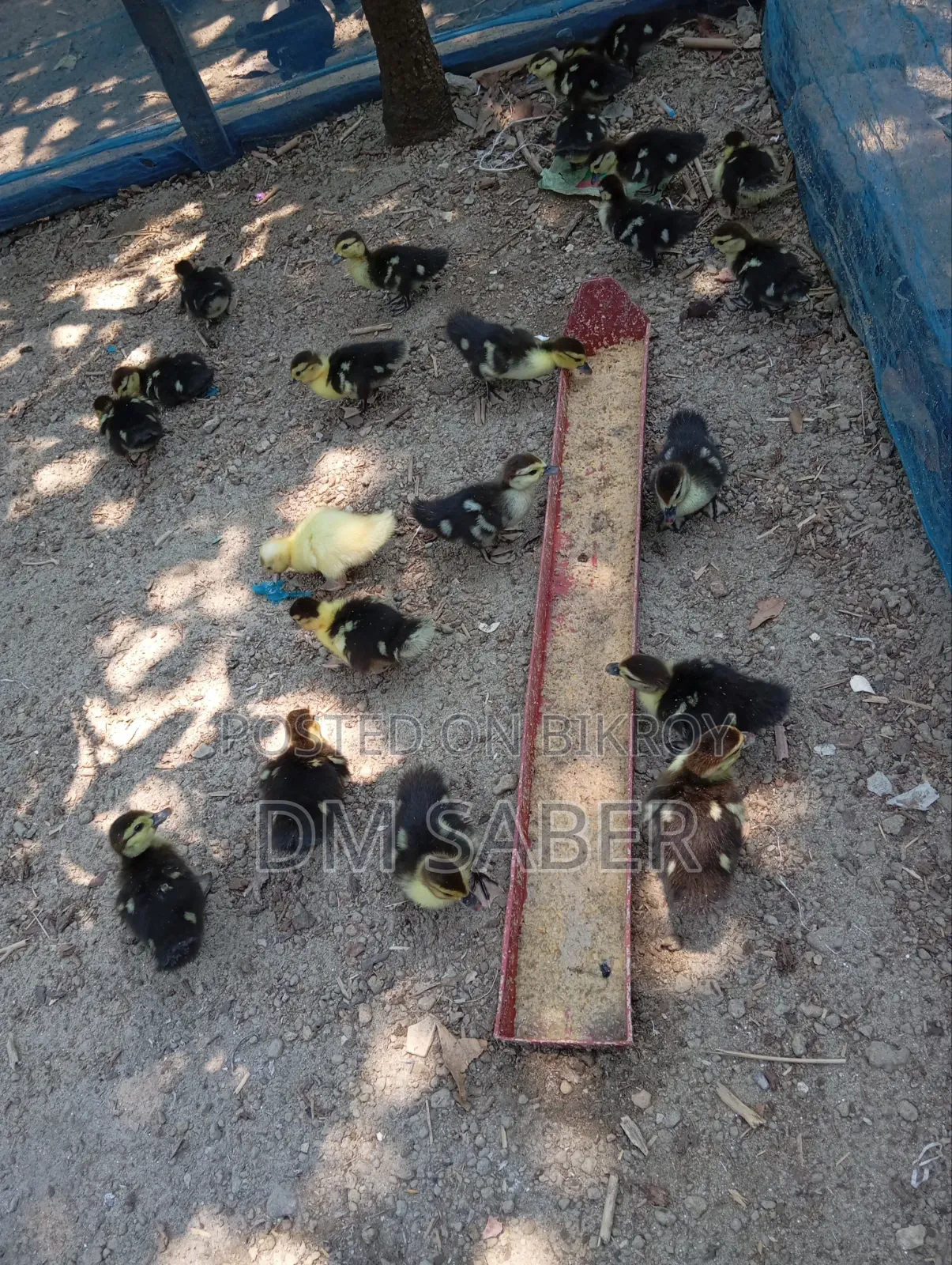 Chinese Ducklings