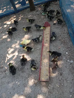 Chinese Ducklings