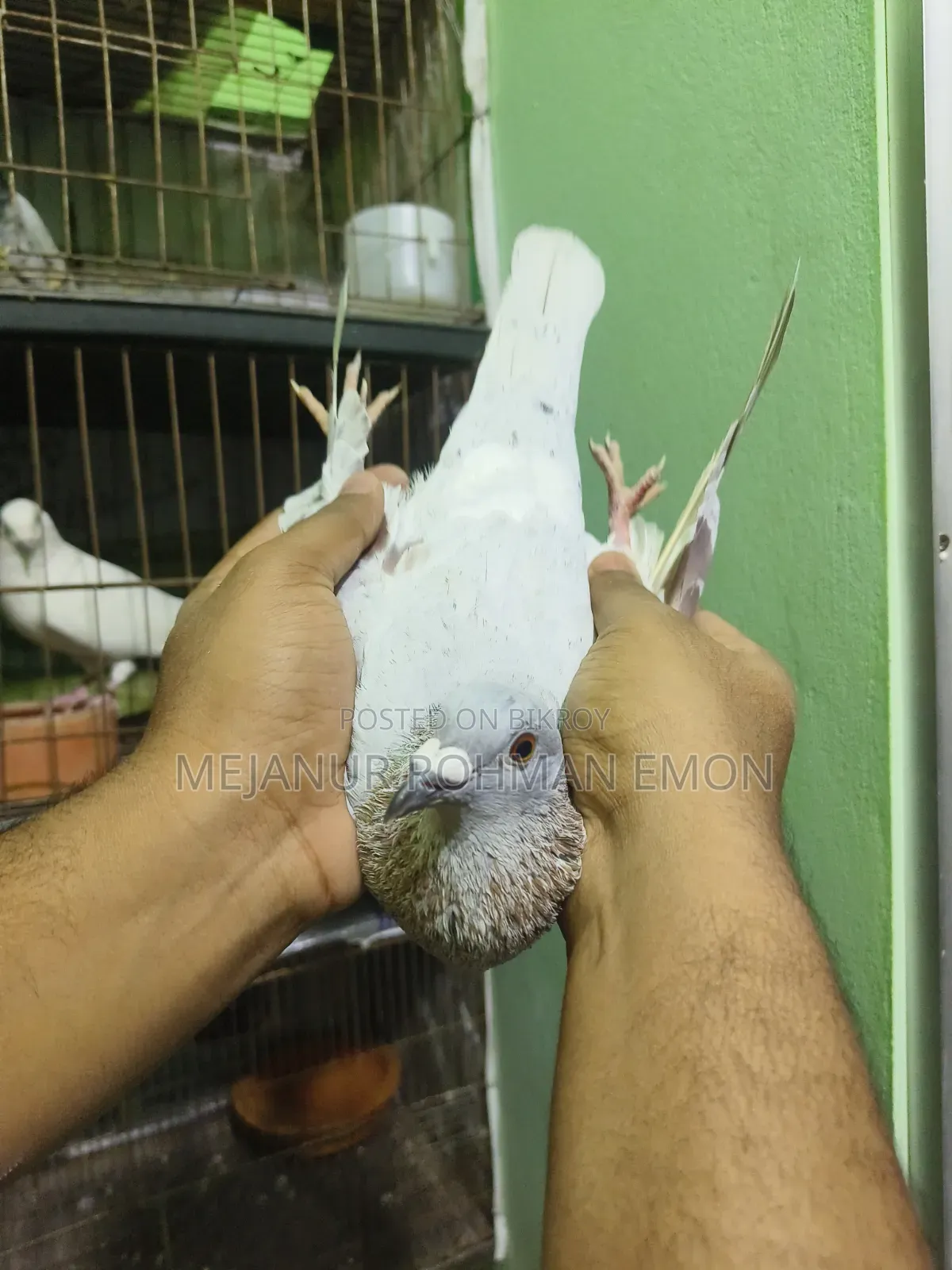 Mili Racer Male
