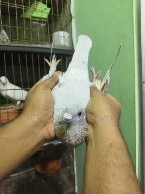 Mili Racer Male