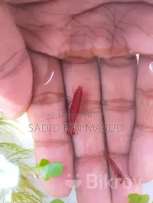 ফায়ার রেড শ্রিম্প