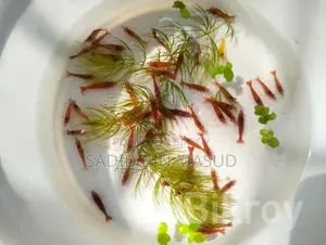 ফায়ার রেড শ্রিম্প