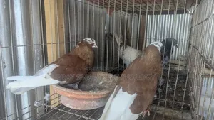 জেকবিন কবুতর