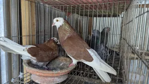 জেকবিন কবুতর