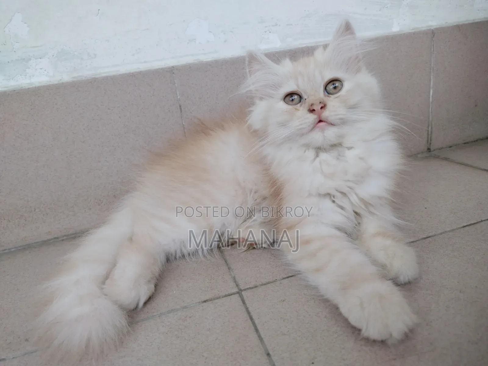 1-3 Months Male Purebred Persian Kitten