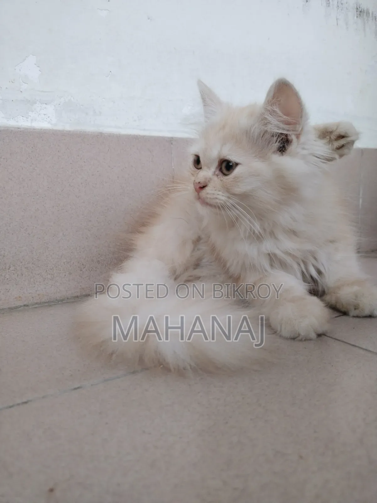 1-3 Months Male Purebred Persian Kitten
