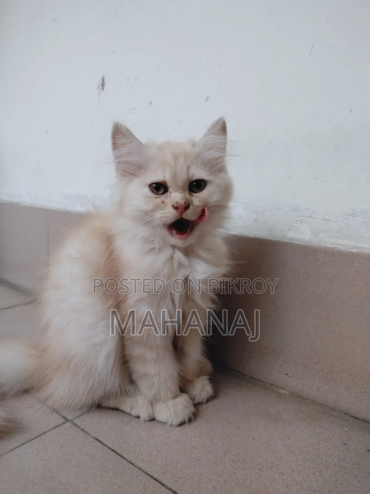 1-3 Months Male Purebred Persian Kitten
