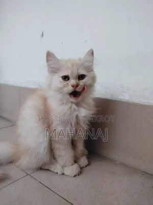 1-3 Months Male Purebred Persian Kitten