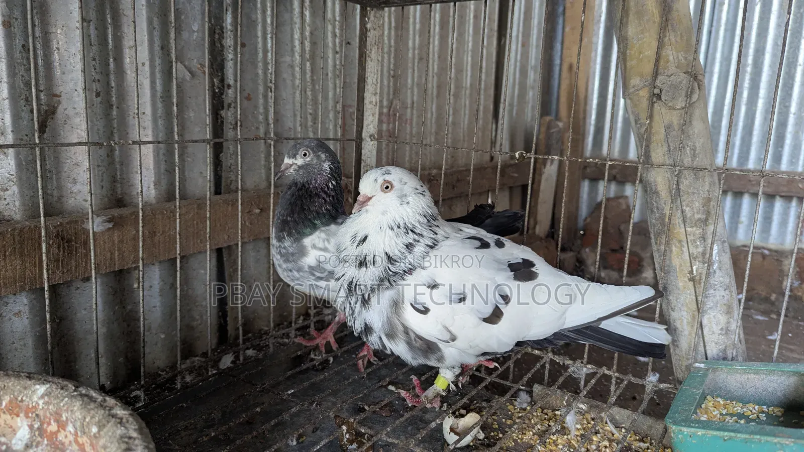 Giribaz Pigeon