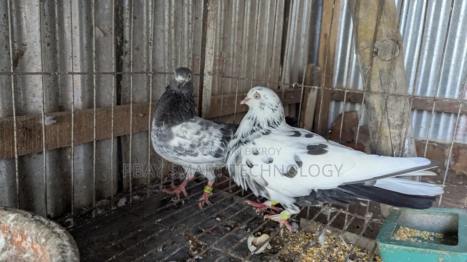 Giribaz Pigeon