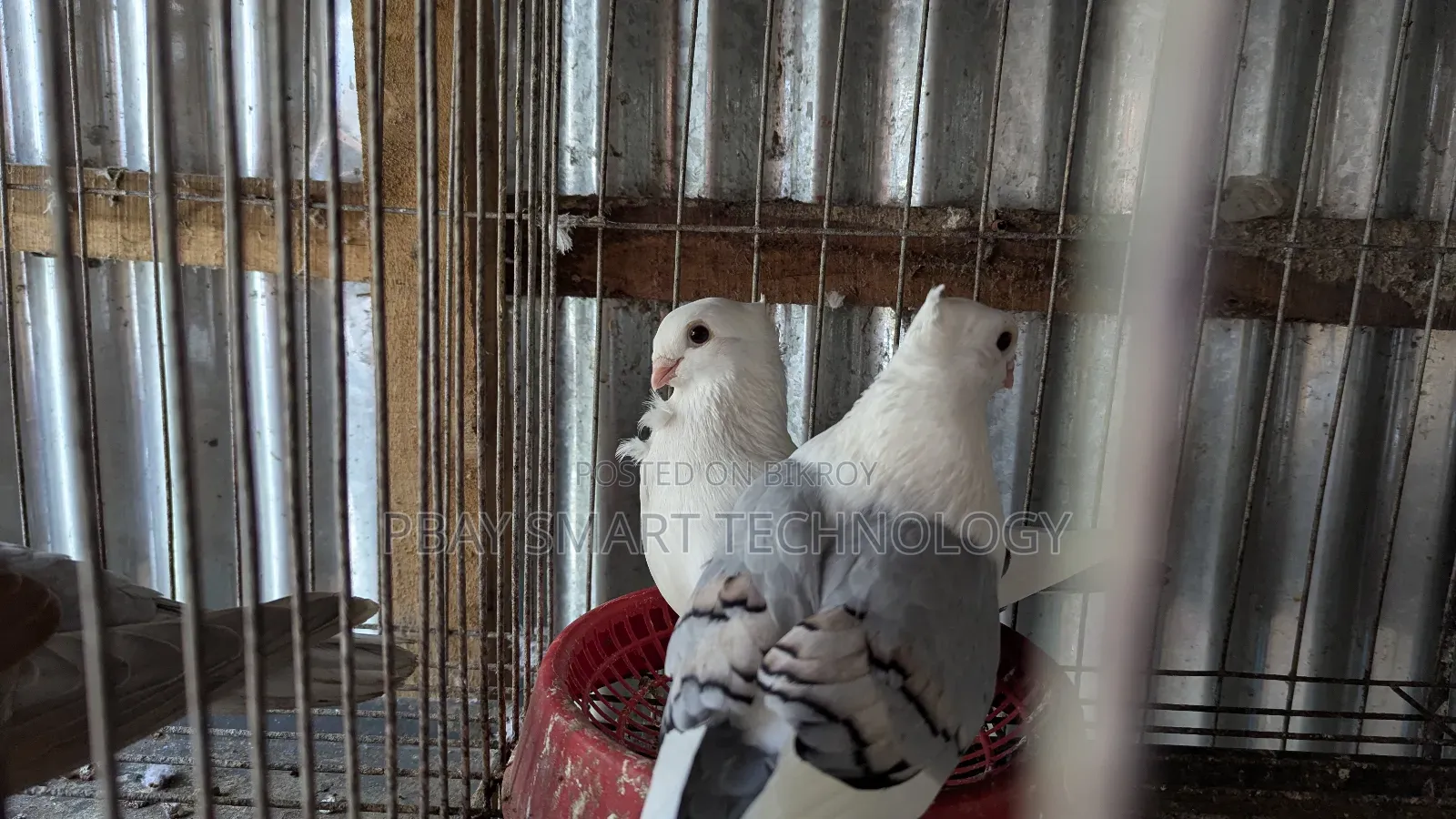 স্বাধীন কুবুতর