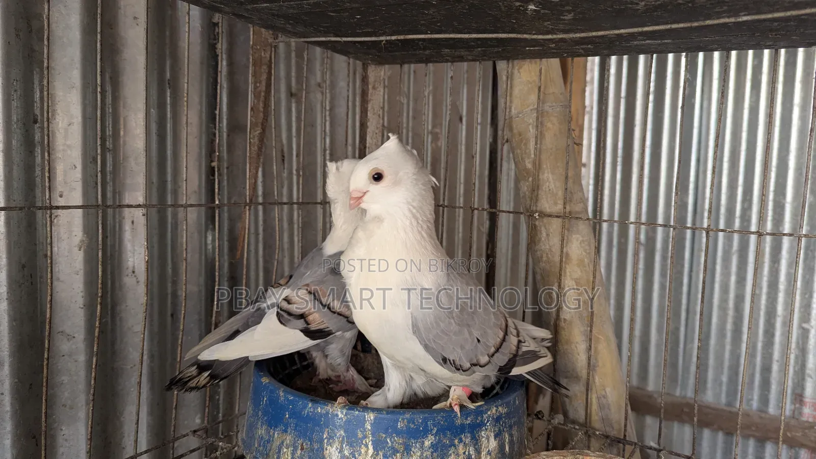 স্বাধীন কুবুতর