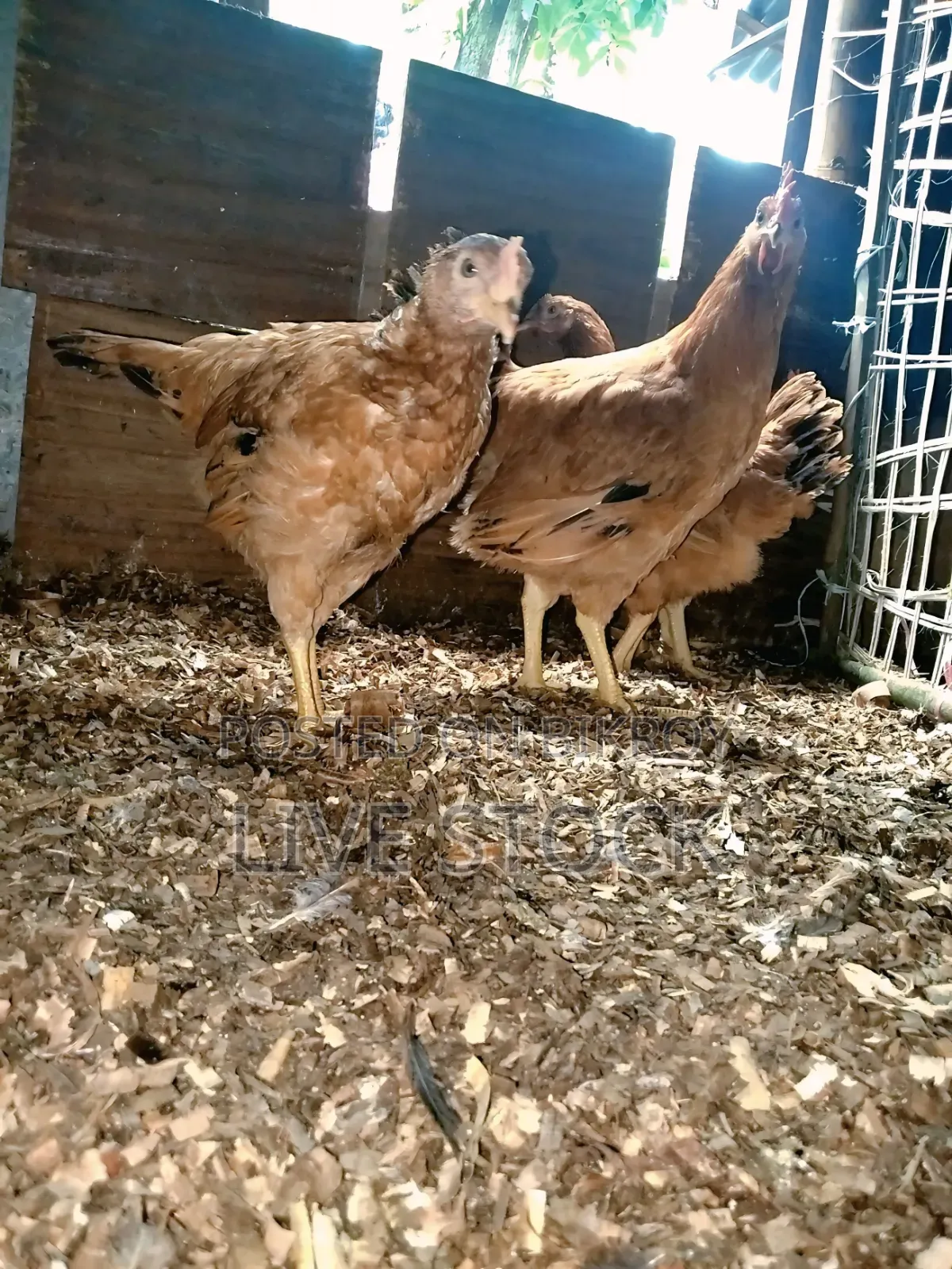Original High-Quality Tiger Chicken for Sale