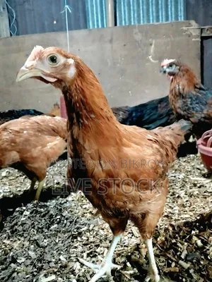 Original High-Quality Tiger Chicken for Sale