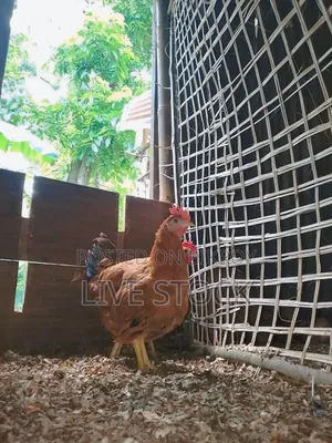 Original High-Quality Tiger Chicken for Sale