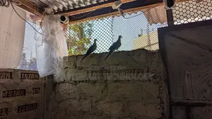 দেশি ঘুঘূ পাকি