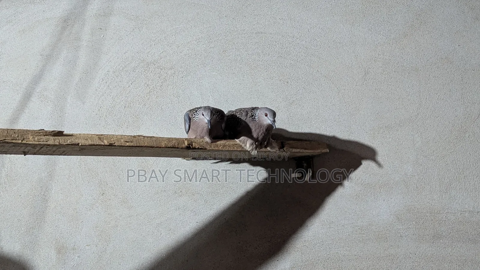 দেশি ঘুঘূ পাকি
