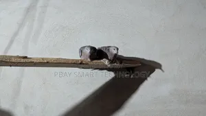 দেশি ঘুঘূ পাকি