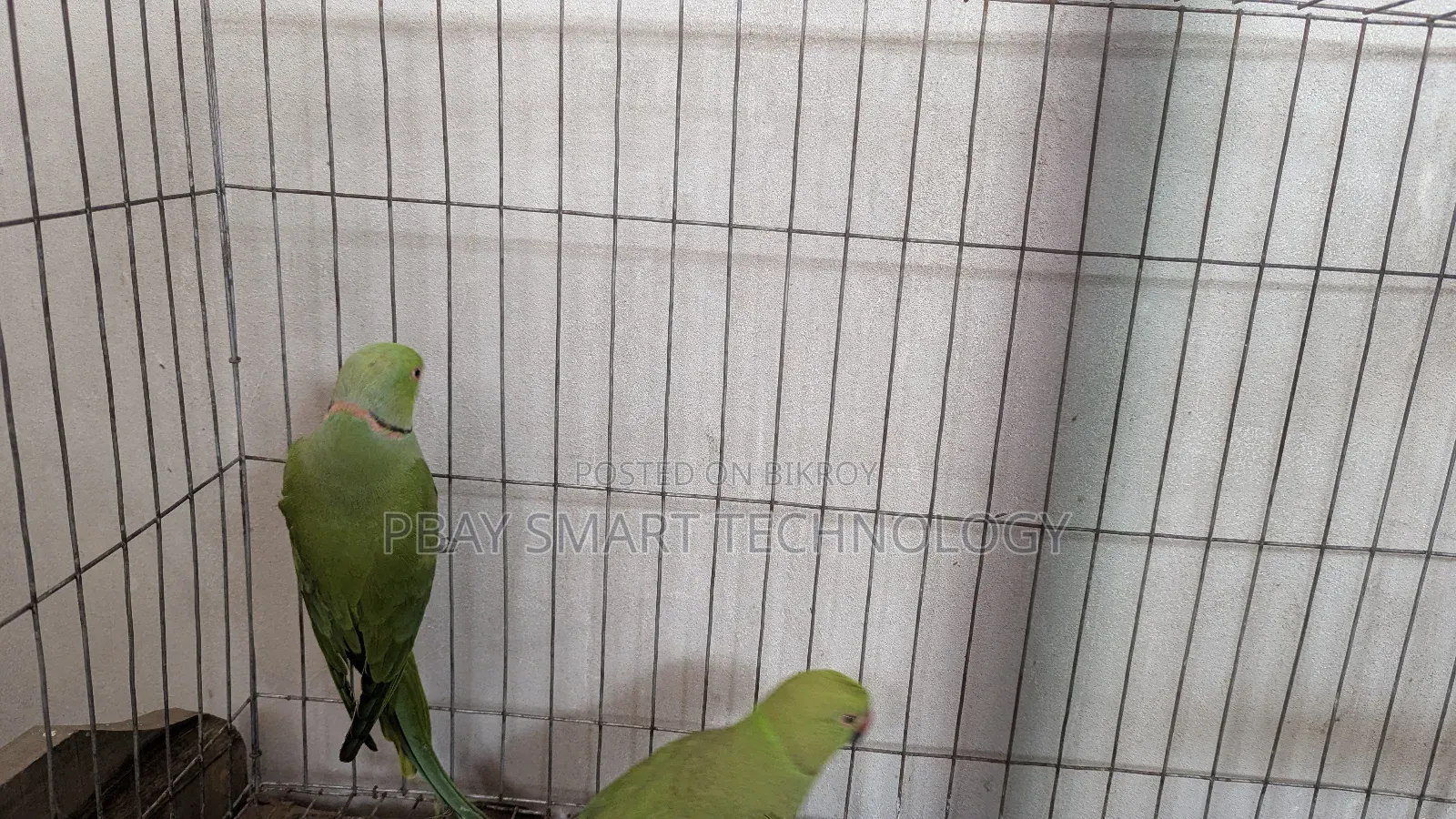 Deshi Tiya Bird Very Good