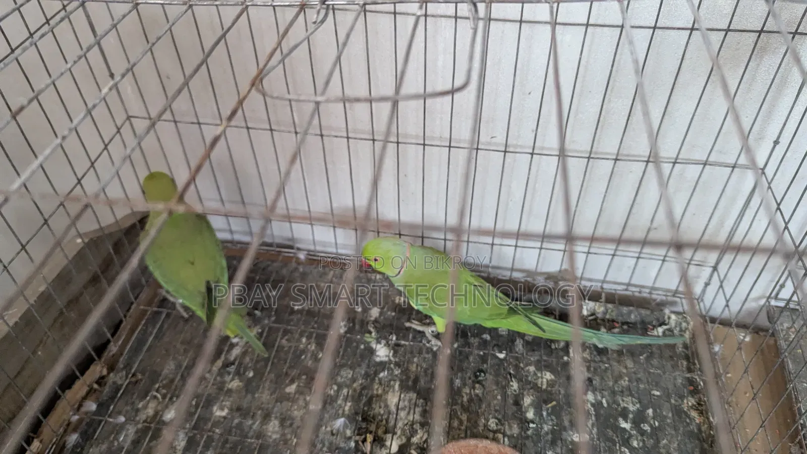 Deshi Tiya Bird Very Good