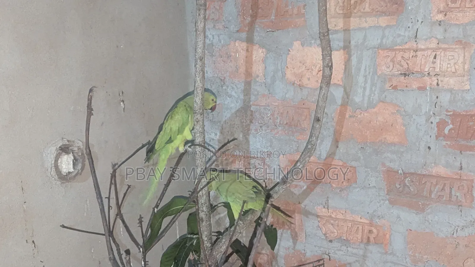 Deshi Tiya Bird Very Good