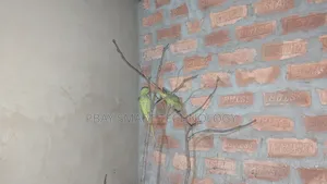Deshi Tiya Bird Very Good