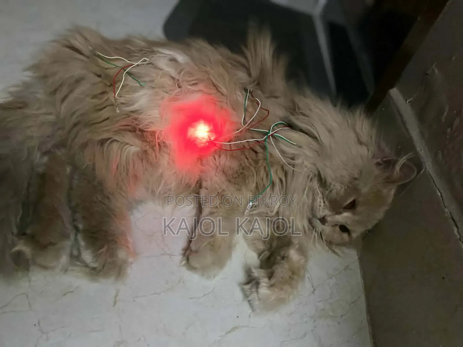 1+ Year Male Purebred Persian Cat