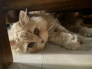 1+ Year Male Purebred Persian Cat