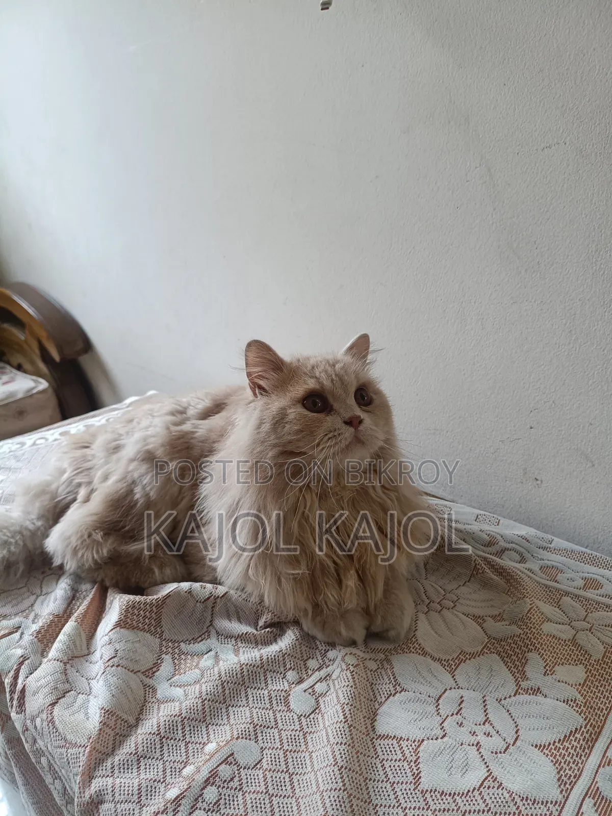 1+ Year Male Purebred Persian Cat