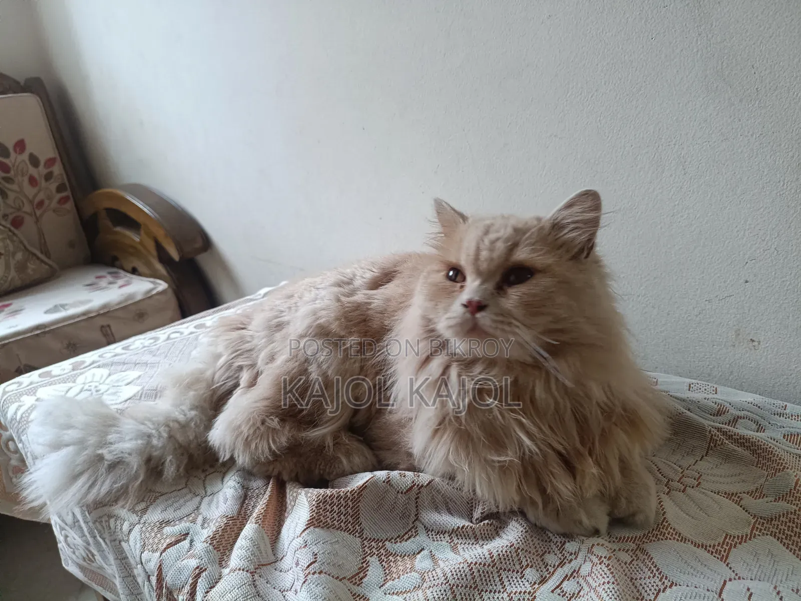 1+ Year Male Purebred Persian Cat