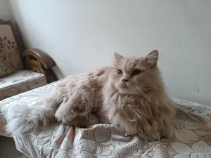 1+ Year Male Purebred Persian Cat