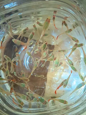 গাপ্পি মাছ