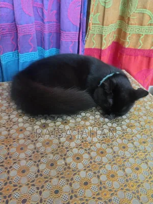 3-6 Months Female Purebred Persian