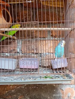 Budgie Bird Pair for Sale