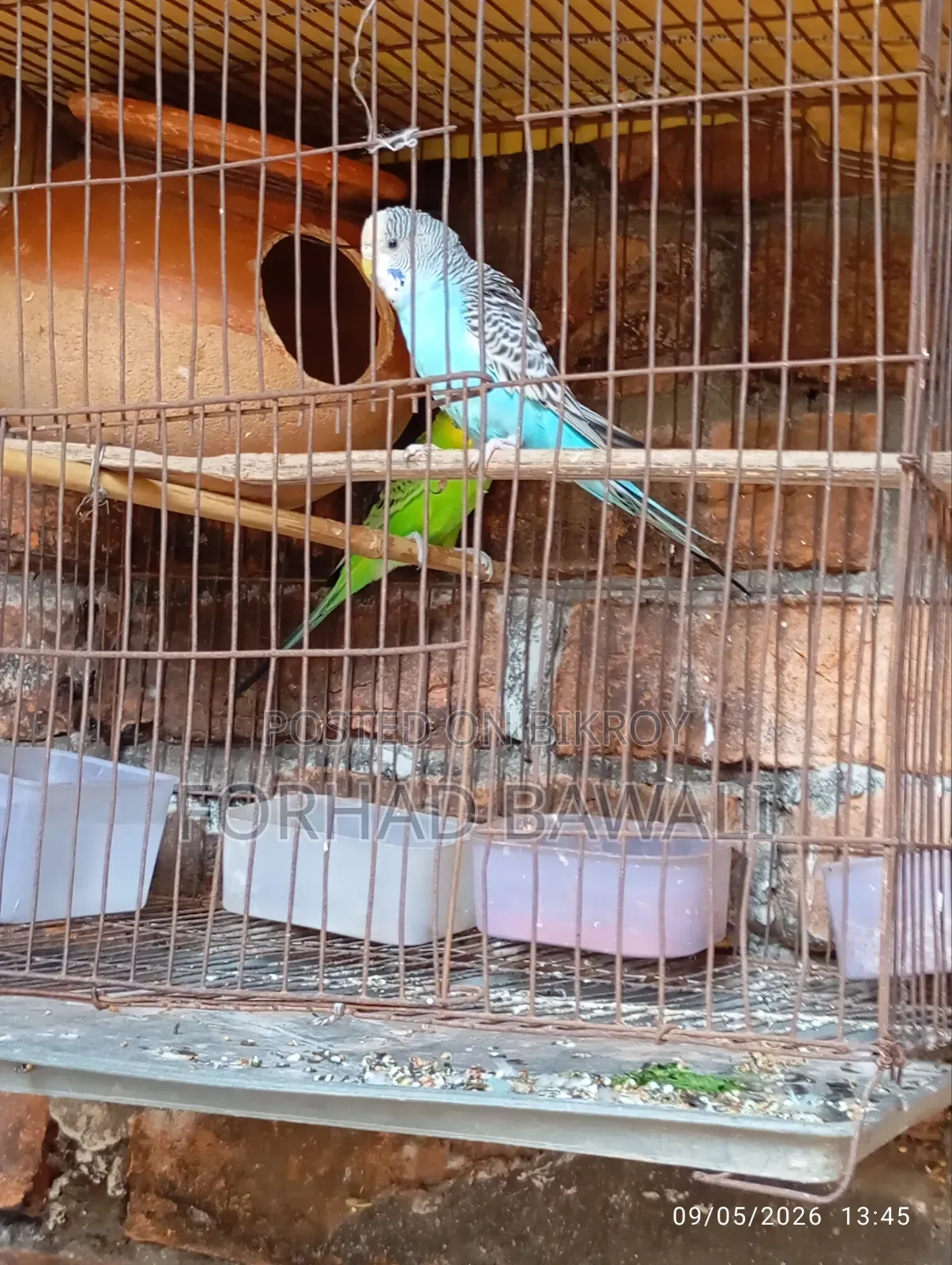 Budgie Bird Pair for Sale