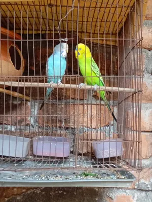 Budgie Bird Pair for Sale