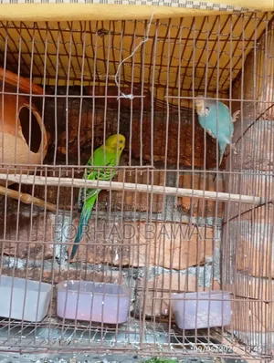 Budgie Bird Pair for Sale